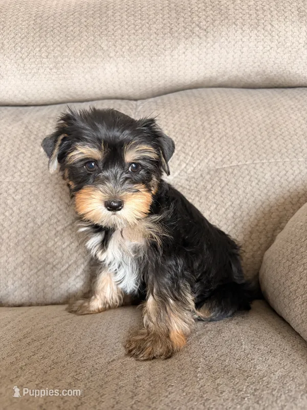 Gloria – Yorkshire Terrier puppy for sale in Chandler, AZ