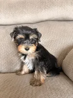 Gloria, a female Yorkshire Terrier for sale in Chandler, AZ – 2 of 9