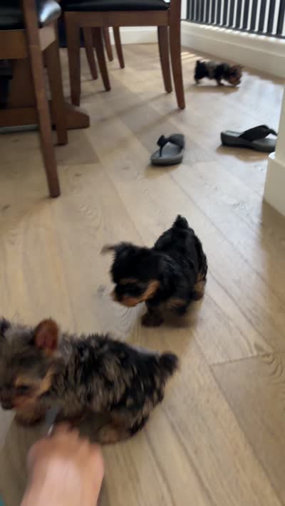 Teacup Sadie, a female Yorkshire Terrier for sale in Chandler, AZ – 6 of 6