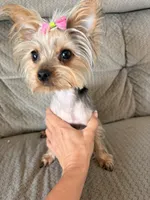 Italia, a female Yorkshire Terrier for sale in Chandler, AZ – 3 of 4
