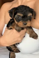 Teacup Sadie, a female Yorkshire Terrier for sale in Chandler, AZ – 3 of 6
