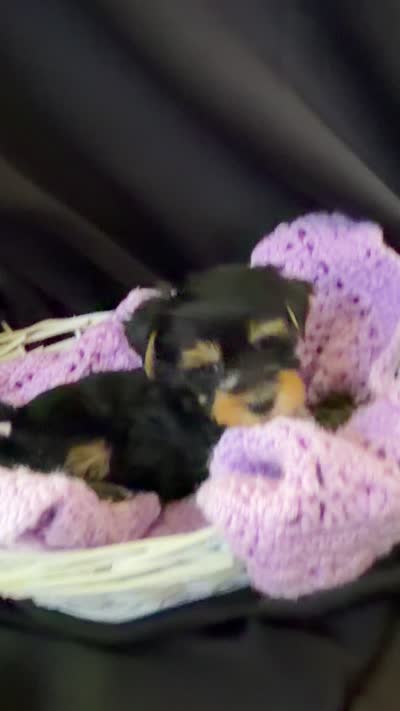Gloria, a female Yorkshire Terrier for sale in Chandler, AZ – 7 of 7