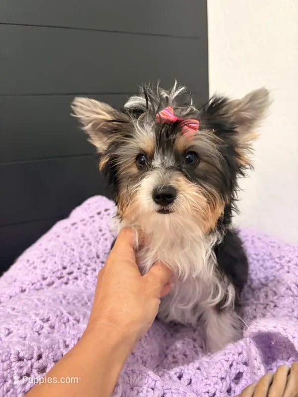 Georgia – Yorkshire Terrier puppy for sale in Chandler, AZ