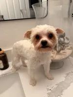 Titan, a male Yorkshire Terrier for sale in Chandler, AZ – 2 of 5
