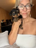 Teacup Sadie, a female Yorkshire Terrier for sale in Chandler, AZ – 5 of 6