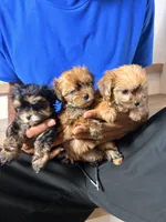 Hailey, a female Yorkshire Terrier for sale in Chandler, AZ – 3 of 5