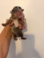 Merle #2, a male Yorkshire Terrier for sale in Chandler, AZ – 2 of 4