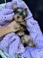 Genesis, a female Yorkshire Terrier for sale in Chandler, AZ – 4 of 6