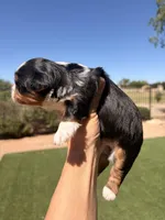 Cole, a male Yorkshire Terrier for sale in Chandler, AZ – Photo 3 of 3