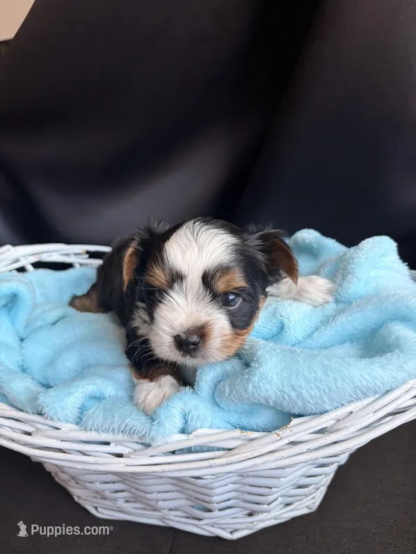 Cole – Yorkshire Terrier puppy for sale in Chandler, AZ