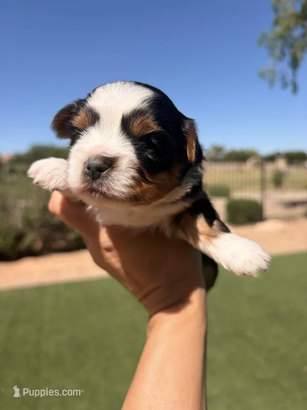 Cole, a male Yorkshire Terrier for sale in Chandler, AZ – Photo 1 of 3