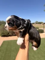 Cole, a male Yorkshire Terrier for sale in Chandler, AZ – Photo 2 of 3