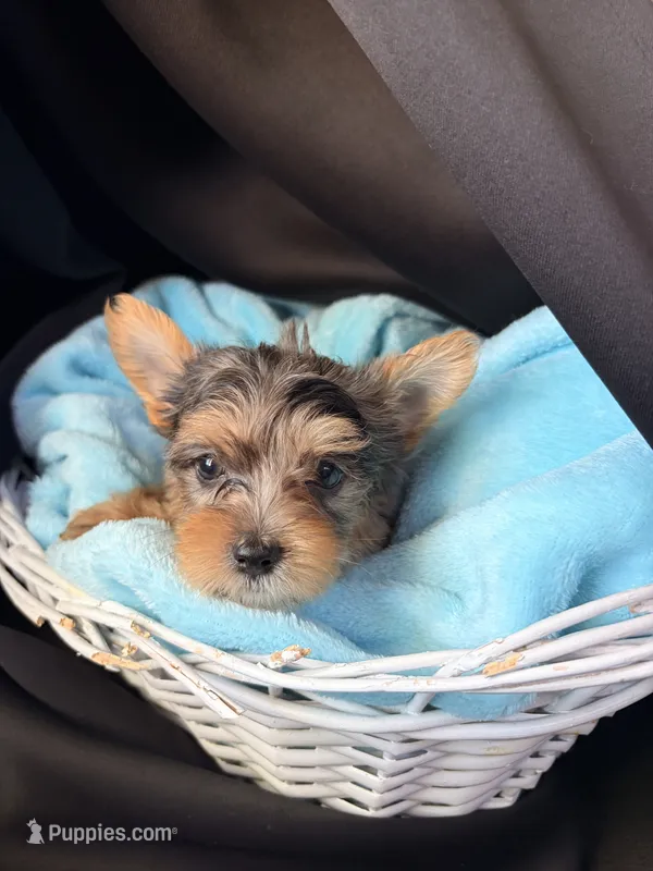 Grayson, a male Yorkshire Terrier for sale in Chandler, AZ – 1 of 5