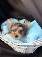 Grayson, a male Yorkshire Terrier for sale in Chandler, AZ – 1 of 5