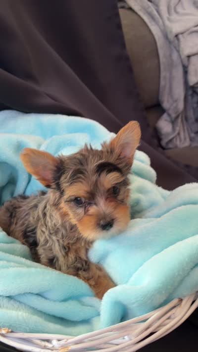 Grayson, a male Yorkshire Terrier for sale in Chandler, AZ – 5 of 5