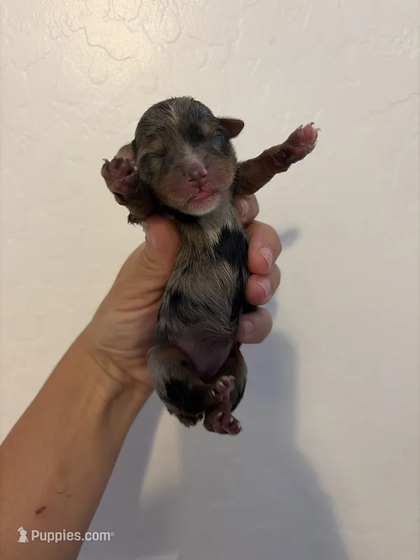Merle #5 – Yorkshire Terrier puppy for sale in Chandler, AZ