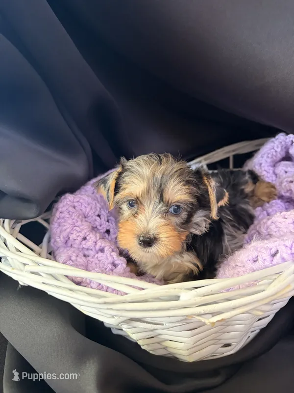 Gianna – Yorkshire Terrier puppy for sale in Chandler, AZ