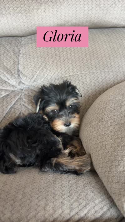 Gloria, a female Yorkshire Terrier for sale in Chandler, AZ – 8 of 9
