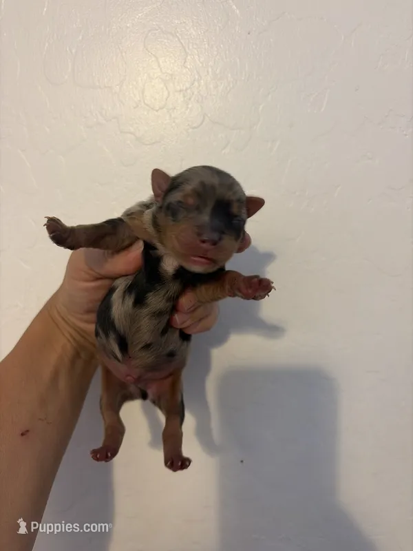 Merle #3  – Yorkshire Terrier puppy for sale in Chandler, AZ