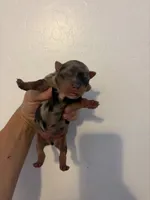 Merle #3 , a male Yorkshire Terrier for sale in Chandler, AZ – 1 of 4