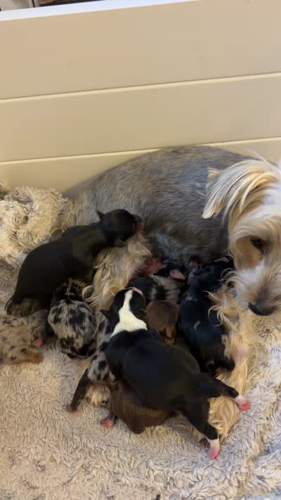 Merle #3 , a male Yorkshire Terrier for sale in Chandler, AZ – 4 of 4