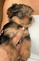 Sabrina, a female Yorkshire Terrier for sale in Chandler, AZ – 1 of 6