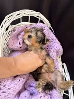 Gianna, a female Yorkshire Terrier for sale in Chandler, AZ – 3 of 6
