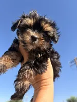 Hailey, a female Yorkshire Terrier for sale in Chandler, AZ – 5 of 5