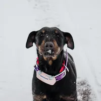Sister , a female Jagdterrier for sale in Auburn, ME – Photo 2 of 8