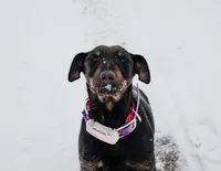 Sister , a female Jagdterrier for sale in Auburn, ME – Photo 2 of 8