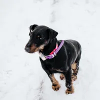 Sister , a female Jagdterrier for sale in Auburn, ME – Photo 3 of 8