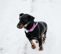 Sister , a female Jagdterrier for sale in Auburn, ME – Photo 3 of 8