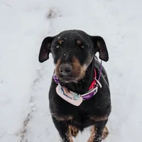 Sister , a female Jagdterrier for sale in Auburn, ME – Photo 7 of 8