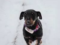 Sister , a female Jagdterrier for sale in Auburn, ME – Photo 7 of 8