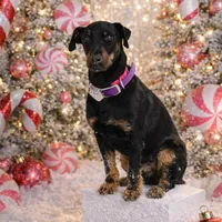Sister , a female Jagdterrier for sale in Auburn, ME – Photo 1 of 8