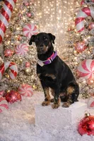 Sister , a female Jagdterrier for sale in Auburn, ME – Photo 1 of 8