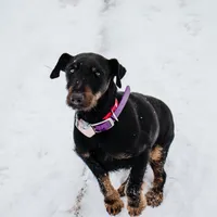 Sister , a female Jagdterrier for sale in Auburn, ME – Photo 4 of 8