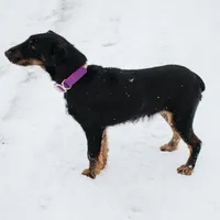 Sister , a female Jagdterrier for sale in Auburn, ME – Photo 6 of 8