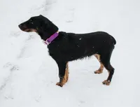 Sister , a female Jagdterrier for sale in Auburn, ME – Photo 6 of 8
