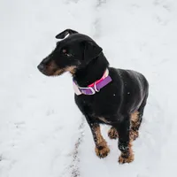 Sister , a female Jagdterrier for sale in Auburn, ME – Photo 5 of 8