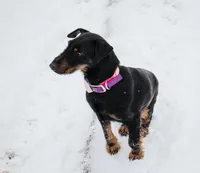 Sister , a female Jagdterrier for sale in Auburn, ME – Photo 5 of 8