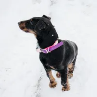 Sister , a female Jagdterrier for sale in Auburn, ME – Photo 8 of 8