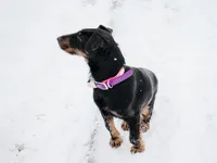 Sister , a female Jagdterrier for sale in Auburn, ME – Photo 8 of 8