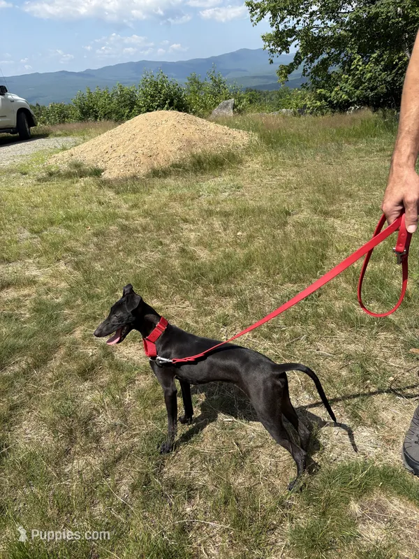 Sid – Italian Greyhound puppy for sale in Auburn, ME