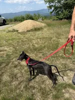 Sid, a male Italian Greyhound for sale in Auburn, ME – 1 of 2