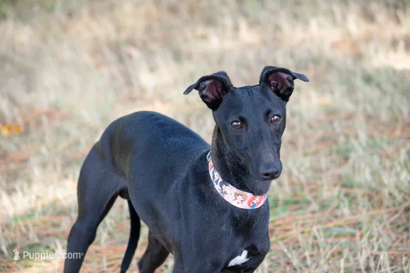 Chase  – Italian Greyhound puppy for sale in Auburn, ME