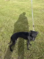Chase , a male Italian Greyhound for sale in Auburn, ME – 2 of 2