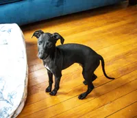 Sid, a male Italian Greyhound for sale in Auburn, ME – 2 of 2