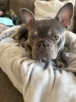 Fin , a male French Bulldog for sale in Auburn, ME – Photo 1 of 3