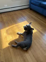 Fin , a male French Bulldog for sale in Auburn, ME – Photo 3 of 3